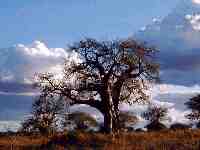 Baobab Tree: Richard Saum Foundation logo - click here for larger image
