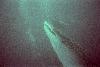 Yomitan, Okinawa: divers with 26' female whale shark
