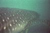 Yomitan, Okinawa: dappled back of 28' male whale shark
