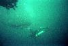Yomitan, Okinawa: diver petting smooth underside of 28' male whale shark