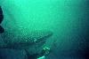 Yomitan, Okinawa: diver petting 28' male whale shark